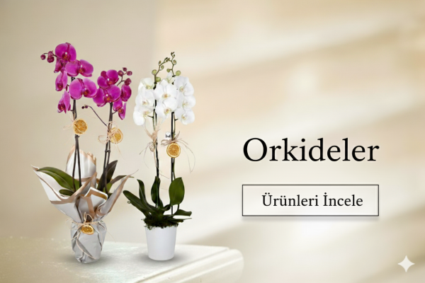 Orkide