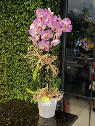 Çift Dallı Orkide Çiçekleri