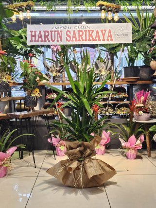 2 li Yukka Saksı Çiçeği