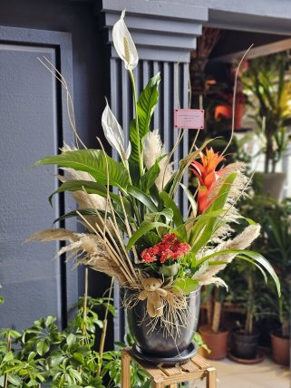 Canlı Saksı Çiçekleri Bitki Aranjmanı