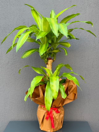 2 li Massengena Bitkisi, burdur çiçekçilik