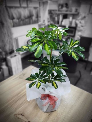 Tekli Şeflore Çiçeği