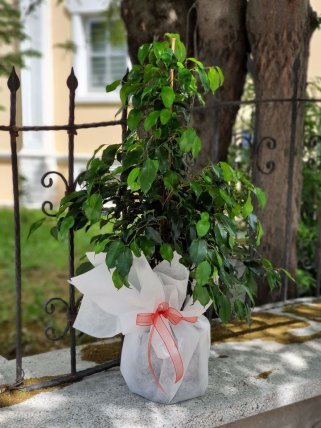 Benjamin Saksı Bitkisi