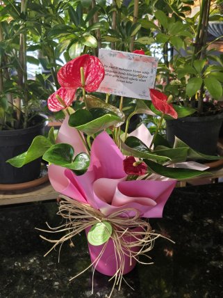 Antoryum Saksı Çiçeği