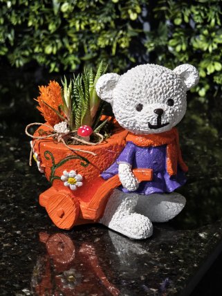 Sevimli Ayıcık Teraryum