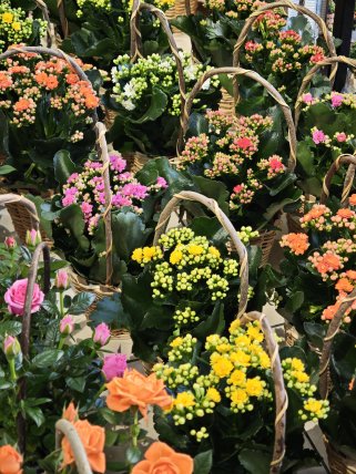 Sepette Kalanşo Çiçeği